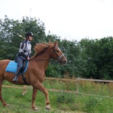 Anden særlig race Theo