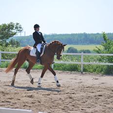 Dansk Varmblod Weltsieger