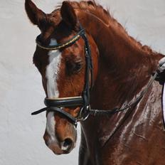 Dansk Varmblod Weltsieger