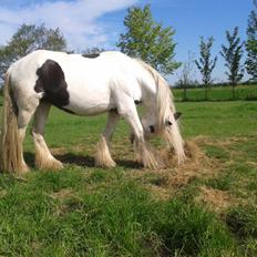 Irish Cob Gipsy Blue Scarlett O´Hara