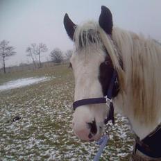 Irish Cob Gipsy Blue Scarlett O´Hara