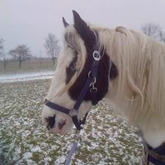 Irish Cob Gipsy Blue Scarlett O´Hara