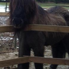 Islænder Gáski Fra Smørum
