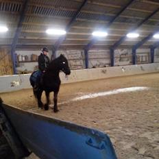 Frieser Nelli ~solgt~