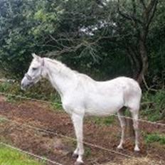 Anden særlig race Flamme