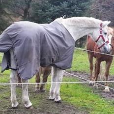 Anden særlig race Flamme