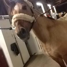 Anden særlig race Labina Suprise