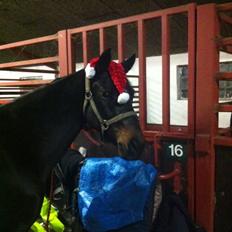 DSP Birkelunds Felicia SP 959