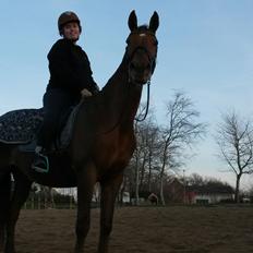 Dansk Varmblod May shahnaz RDH 5601 DV DK (himmel hest)