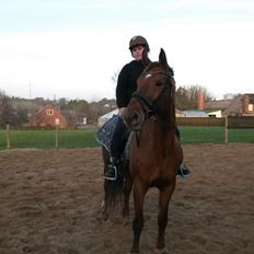 Dansk Varmblod May shahnaz RDH 5601 DV DK (himmel hest)