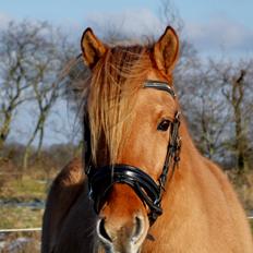 Anden særlig race Baby aka. Tino Von Rebel