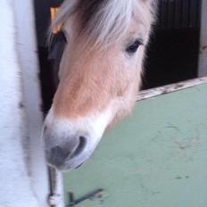 Fjordhest Bubber (Tidl. Part <3)