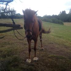 Islænder Fleygur frá Litlu-Sandvík (Flyve)
