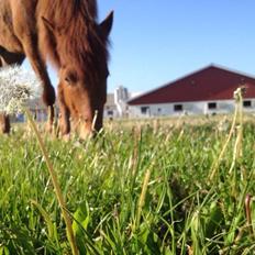 Islænder Fleygur frá Litlu-Sandvík (Flyve)