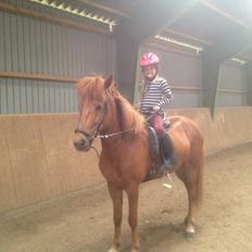 Islænder Fleygur frá Litlu-Sandvík (Flyve)