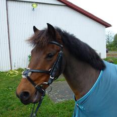 Anden særlig race Thanehøjs Mads