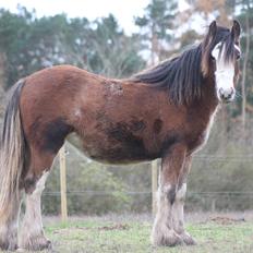 Tinker Nautrup's Noma Abilluca