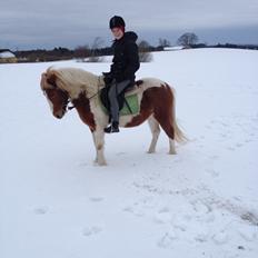 Anden særlig race Grøn Tuborg