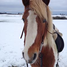 Anden særlig race Grøn Tuborg