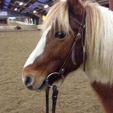 Anden særlig race Grøn Tuborg