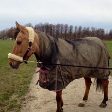 Anden særlig race Labina Suprise