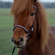 Islænder Fafnir fra Højbo