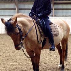 Anden særlig race Labina Suprise