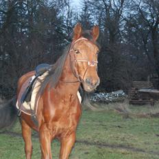 Anden særlig race Uniq