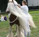 Irish Cob Chopin