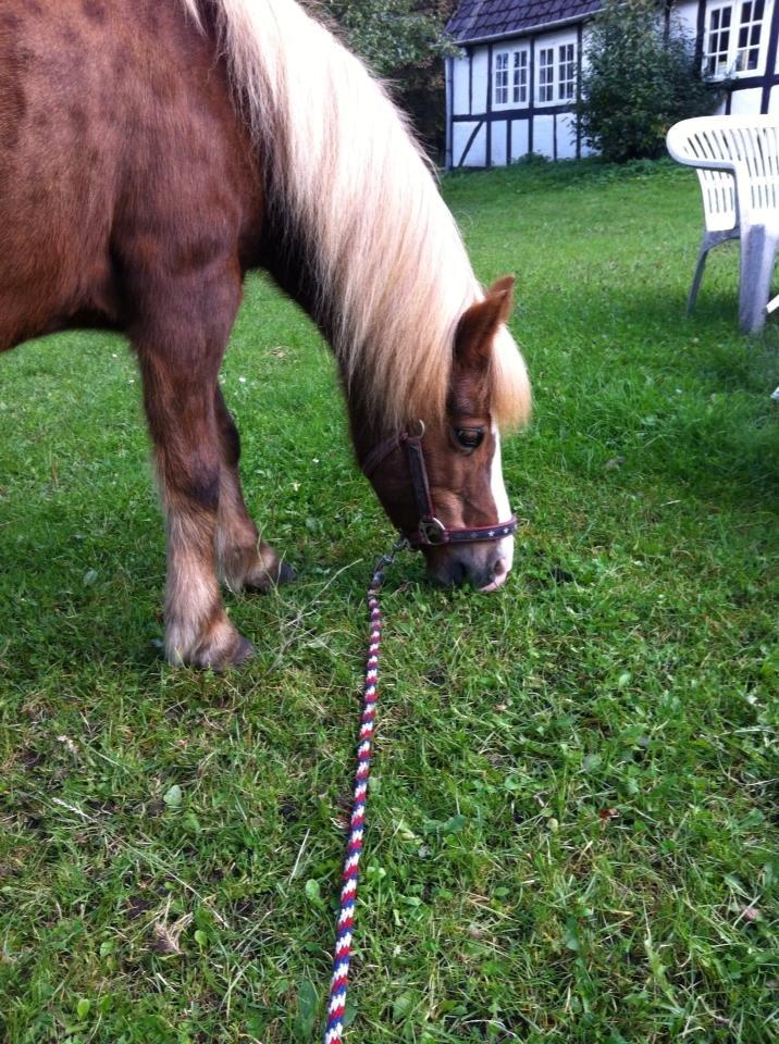 Islænder Hekla kranpi - Trunten græsser billede 4