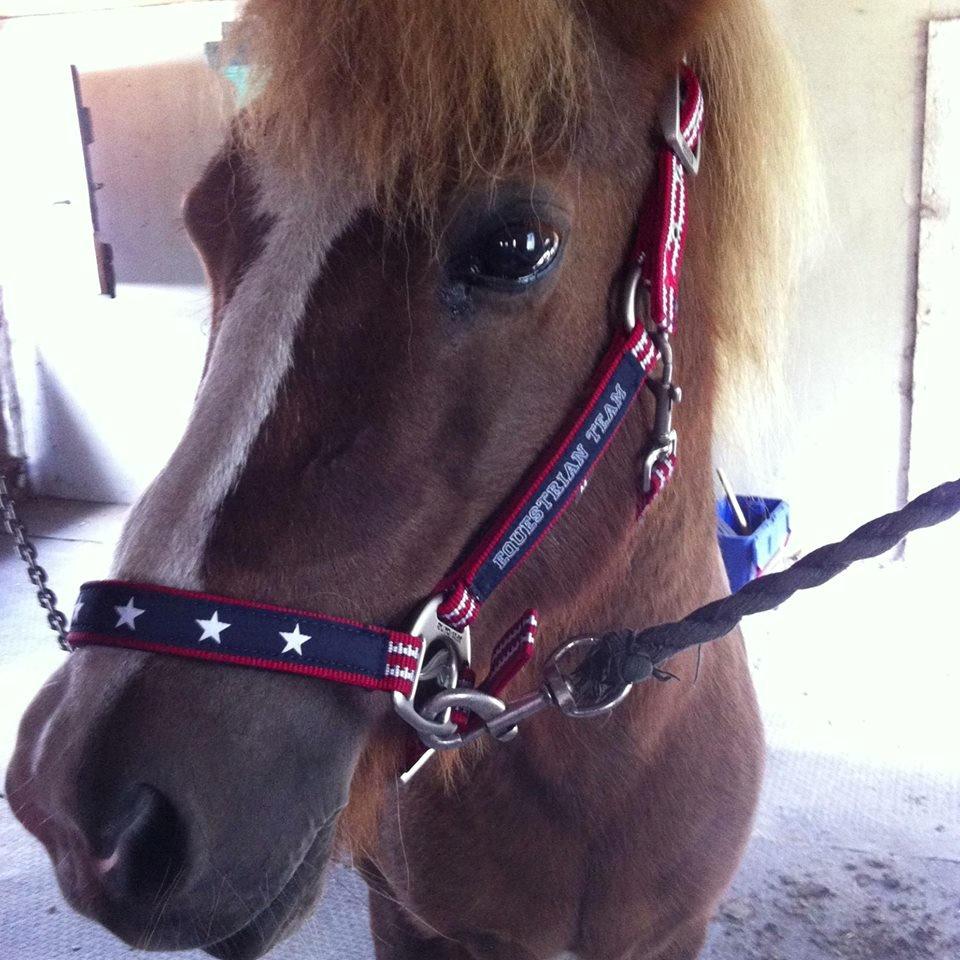 Islænder Hekla kranpi - Det første billede jeg tog af hende inden jeg skulle have hende:) billede 5