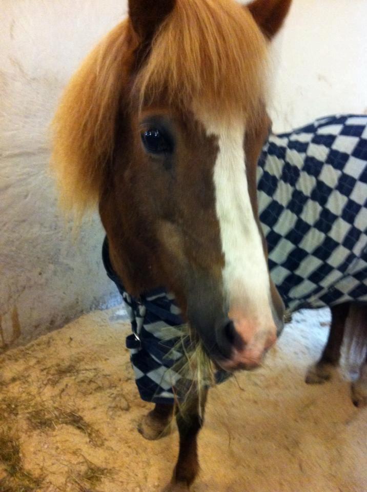 Islænder Hekla kranpi - Den dag jeg fik Hekla:) billede 6