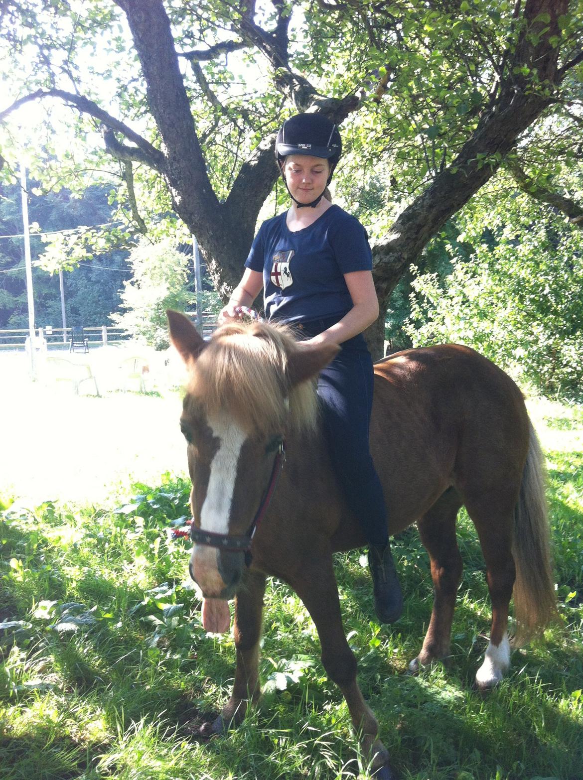 Islænder Hekla kranpi billede 10