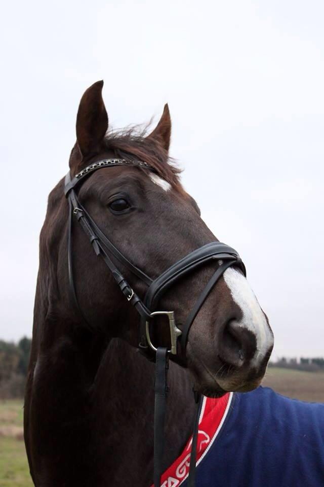 Dansk Varmblod Dolce Vita - Smukke dreng :-) billede 2