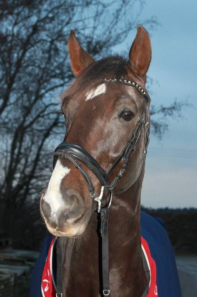 Dansk Varmblod Dolce Vita - Ligner lidt sin far ;-) billede 3