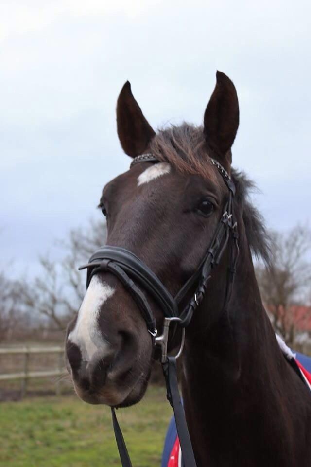 Dansk Varmblod Dolce Vita - Vind i håret - på vej til træning :-) billede 4