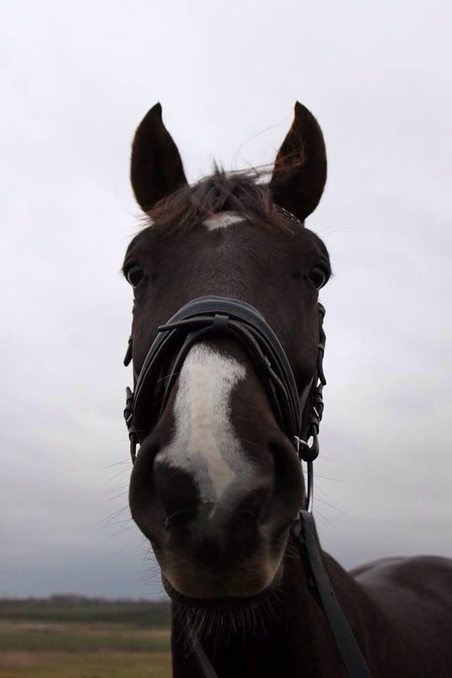 Dansk Varmblod Dolce Vita - Altid nysgerrig :-D billede 6