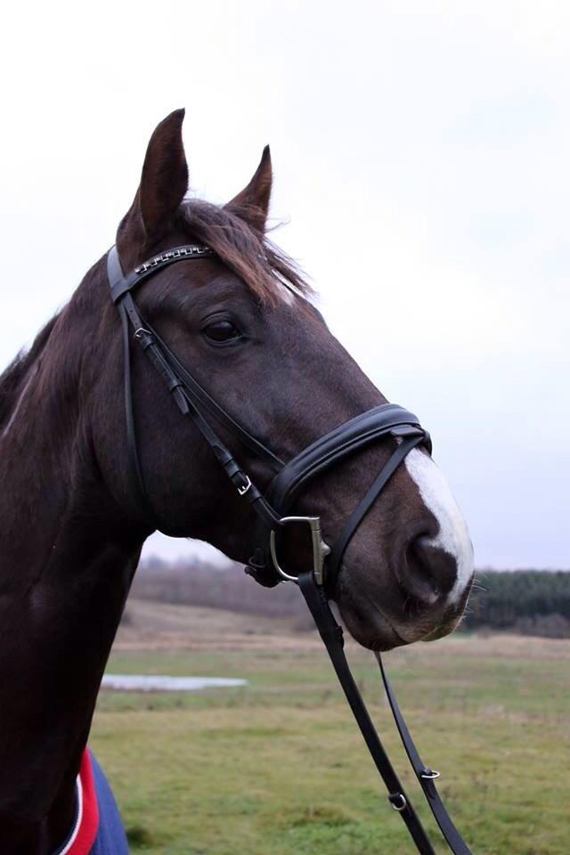 Dansk Varmblod Dolce Vita - Smukt udtryk. Dejlige dreng <3 billede 7