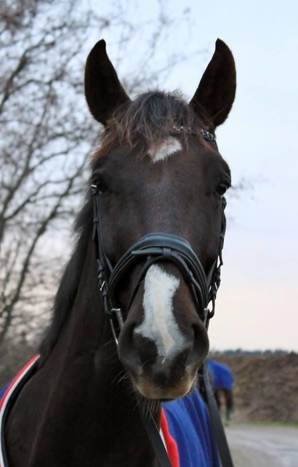 Dansk Varmblod Dolce Vita - En ægte fotomodel - altid klar, når der er kamera i nærheden ;-) billede 9