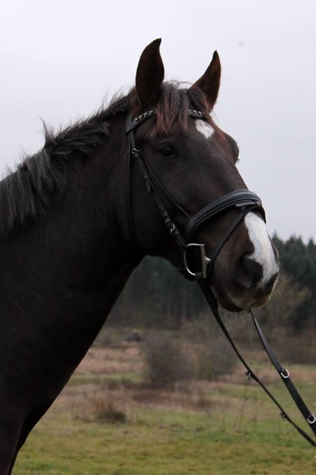 Dansk Varmblod Dolce Vita billede 11