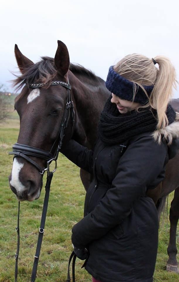 Dansk Varmblod Dolce Vita - Er så glad for ham <3 billede 12