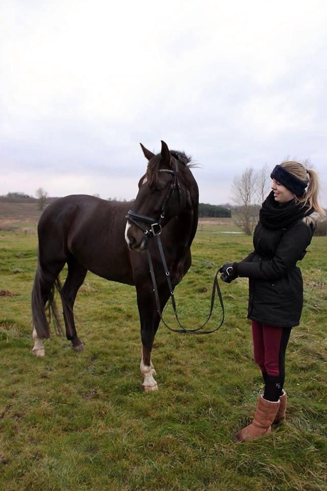 Dansk Varmblod Dolce Vita - Smukkeste fyr <3 billede 13