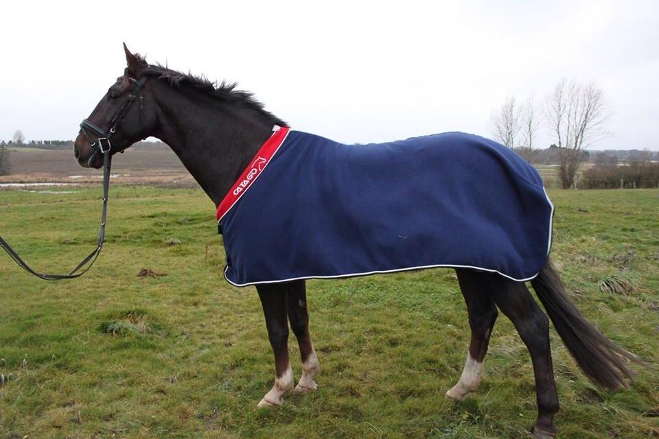 Dansk Varmblod Dolce Vita - Fuld figur med nyt tæppe :-) Terkel, 5 år. billede 10