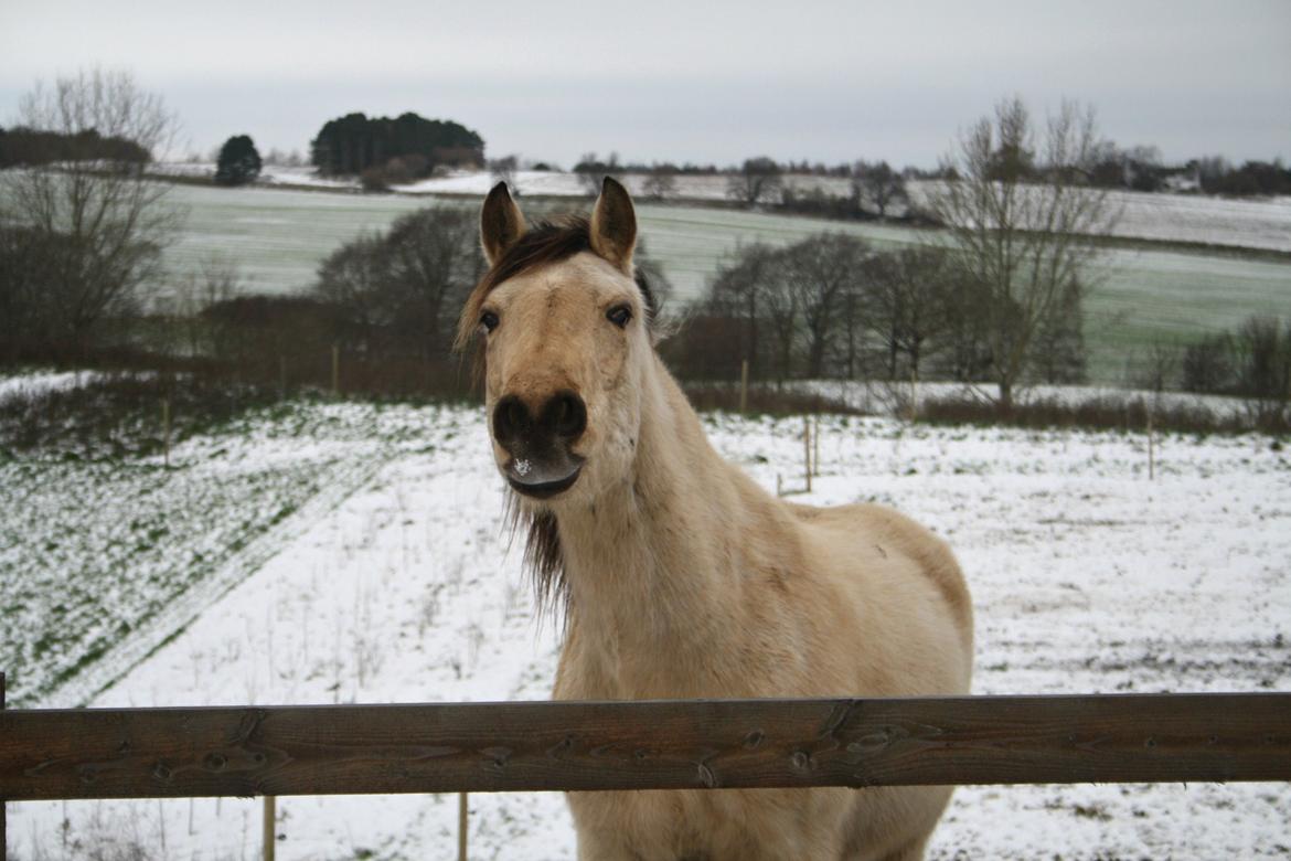 Anden særlig race Hest Jackmann *solgt* billede 9