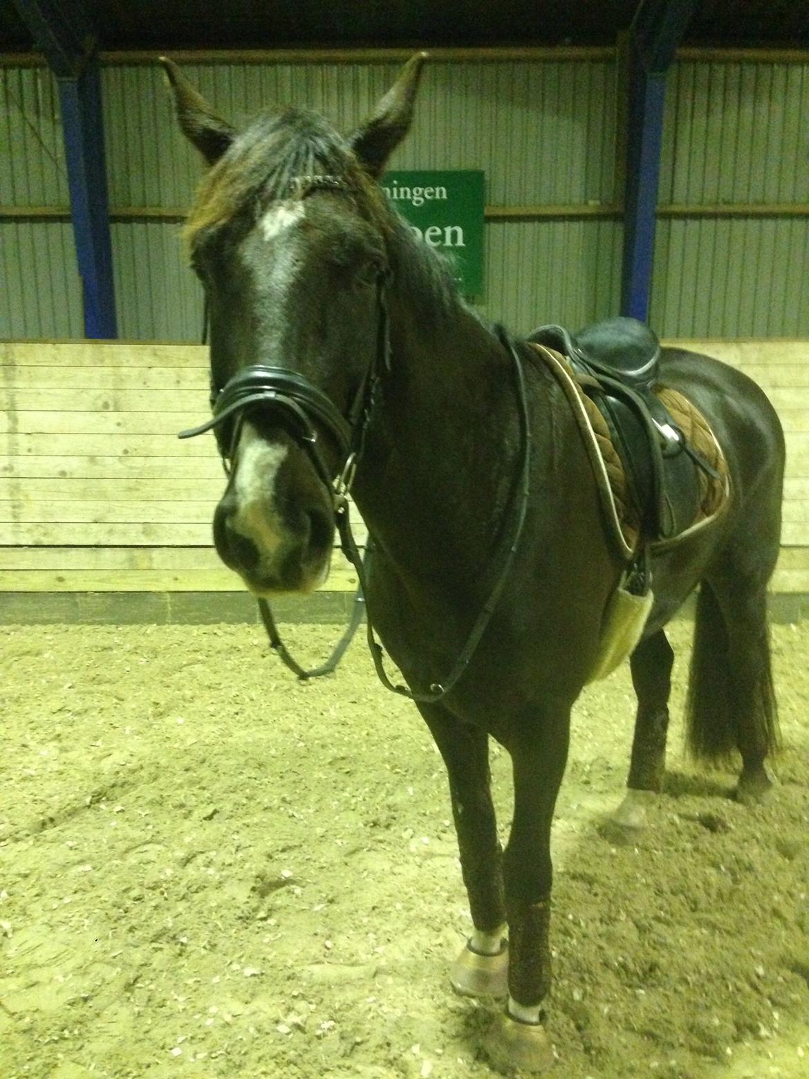 Dansk Varmblod Dolce Vita - Terkel 6 år, god til at gå til ridning ;-) billede 14