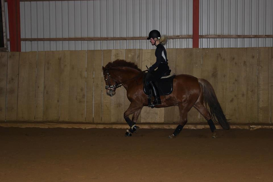 New Forest Spirit (Tidl. part) billede 16