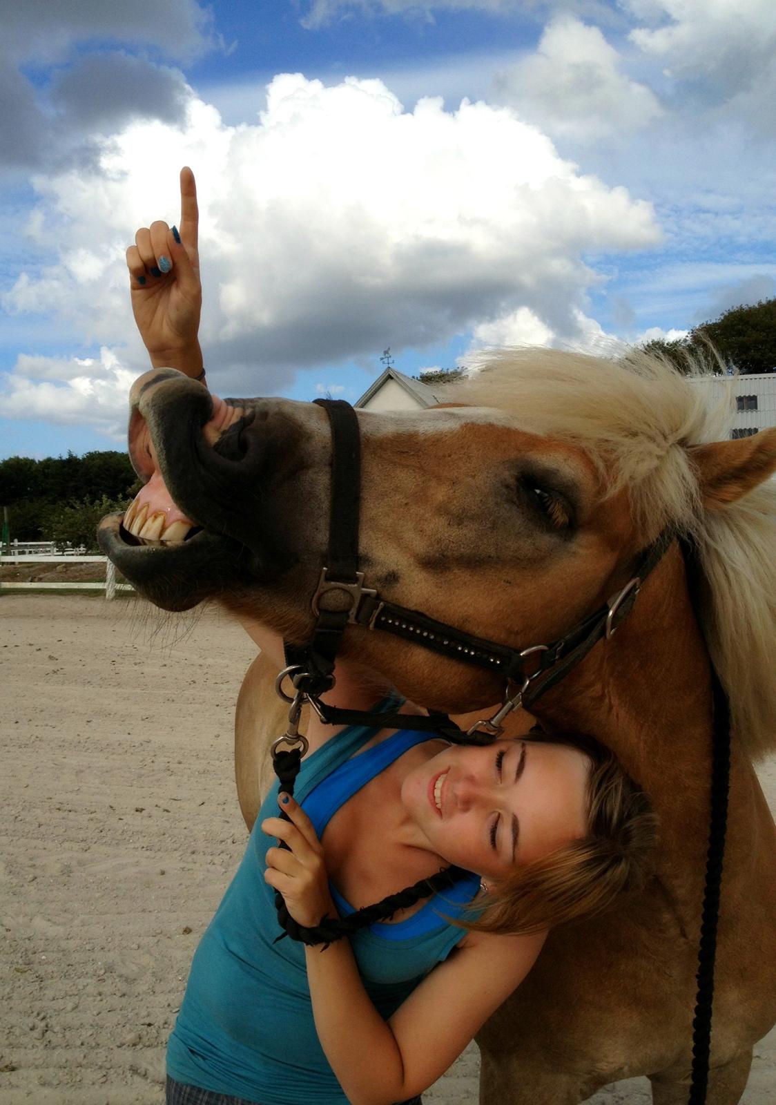Haflinger Herkules *Stjerne ponyen!* - Fjollerier <3 billede 17
