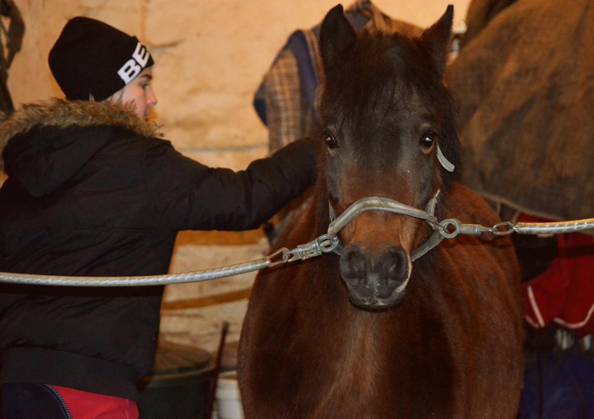 Dartmoor <3 Hammeldrups Desirée <3<3<3 billede 15