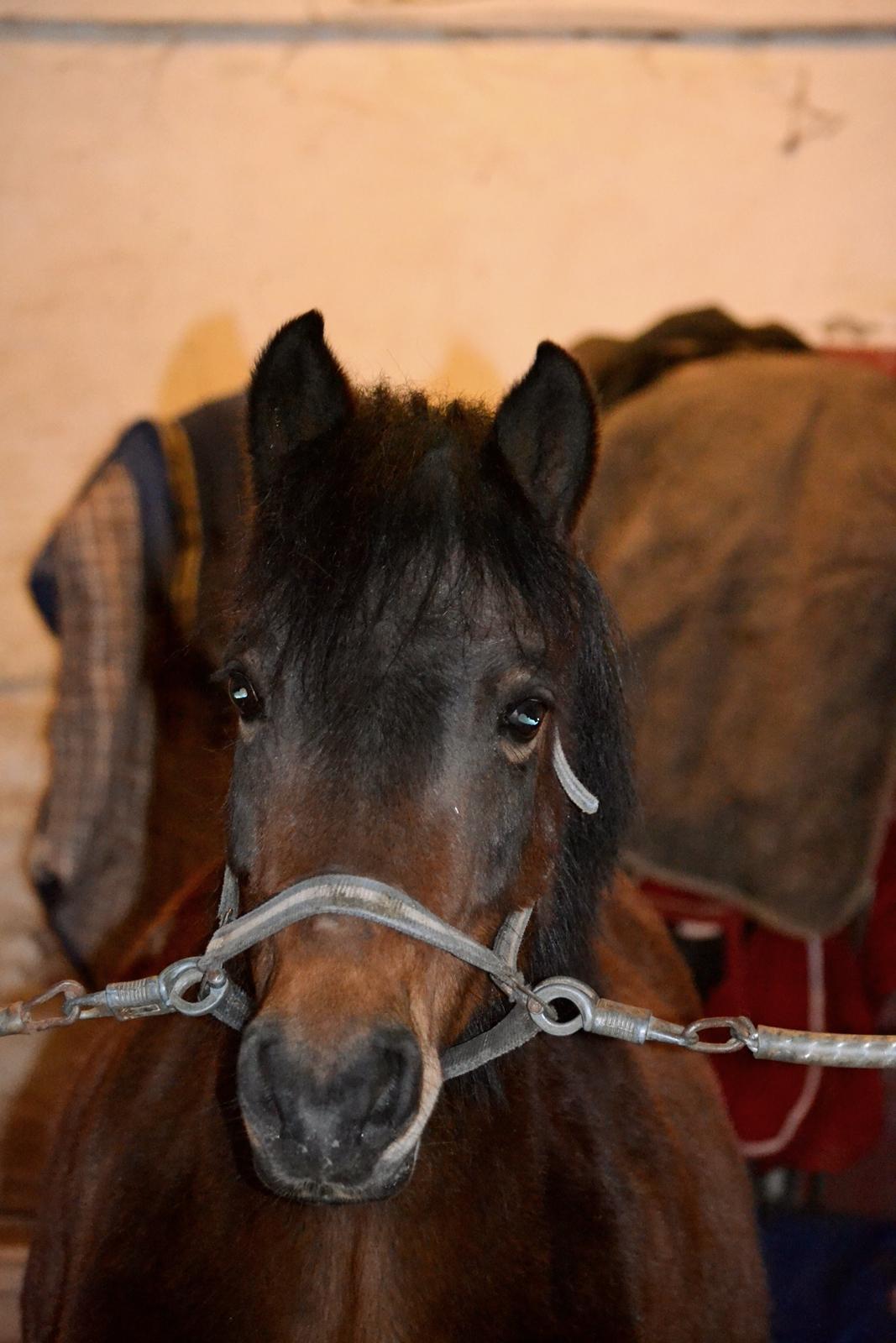 Dartmoor <3 Hammeldrups Desirée <3<3<3 billede 17