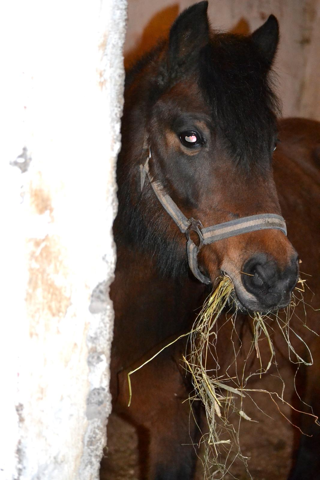 Dartmoor <3 Hammeldrups Desirée <3<3<3 billede 19